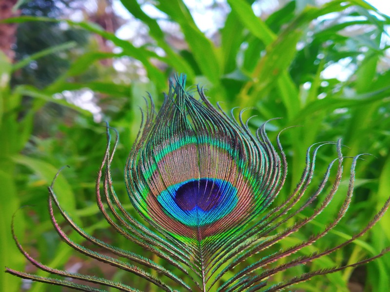 Крупный план перо павлина на растении с размытым фоном (пип оф пико, peep of peacock, птицы, павлин, птица)