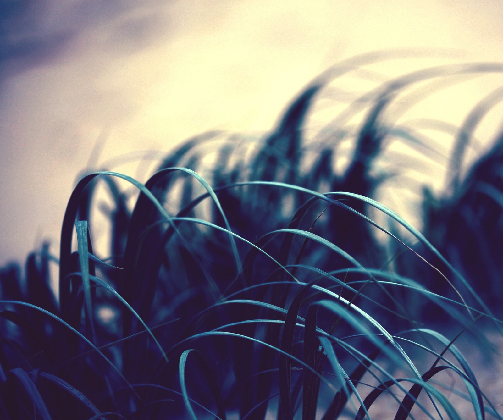 There is a close up of a plant with long green leaves (abstract, blue, field, grass, green)