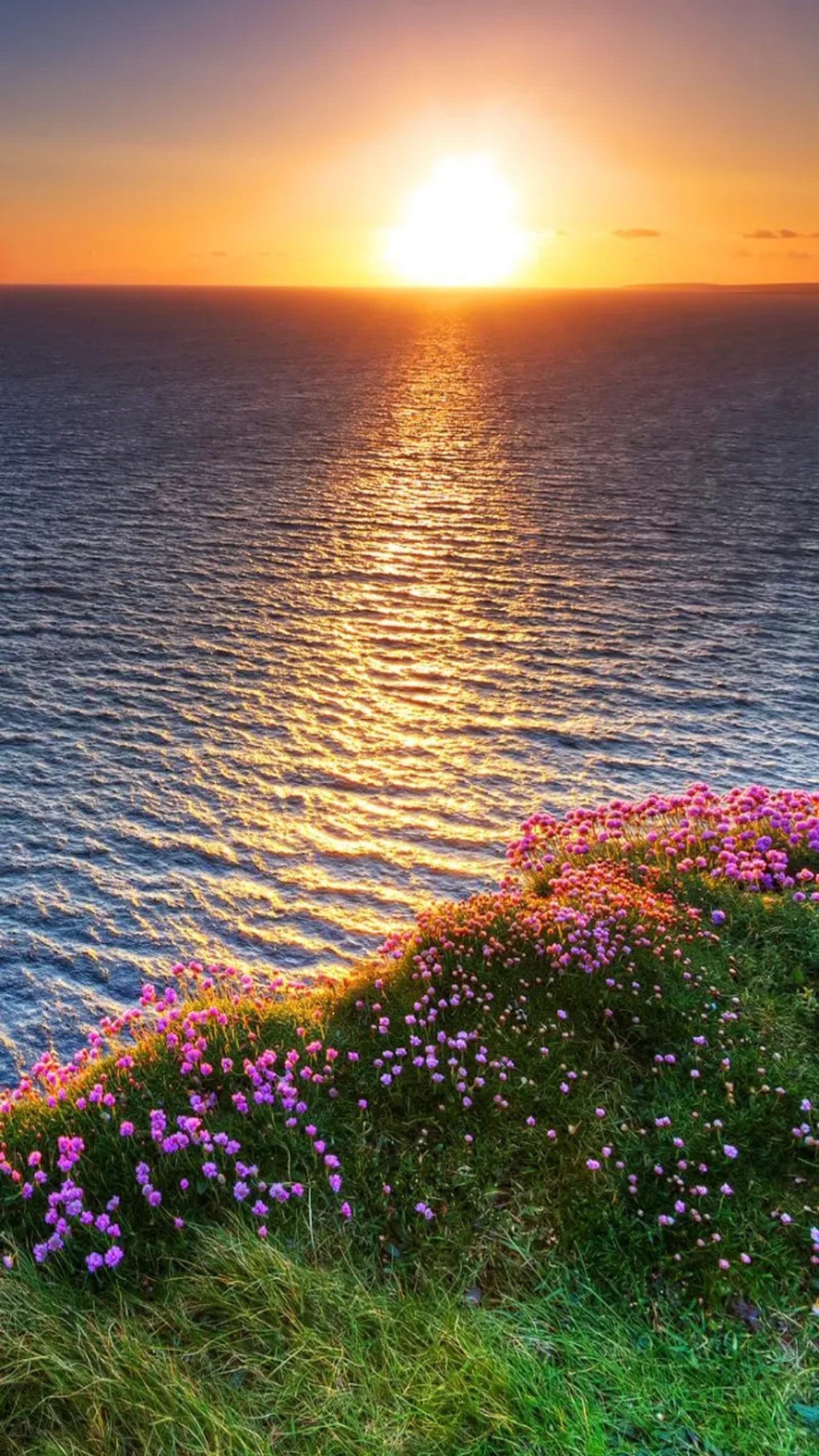 A close up of a field of flowers near the ocean (nature, shine, sun)