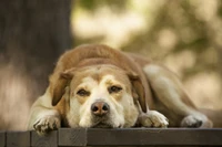 Chien compagnon paresseux se reposant avec une expression pensive