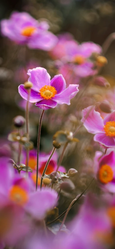 Lebendige pinke Blüten in Blüte