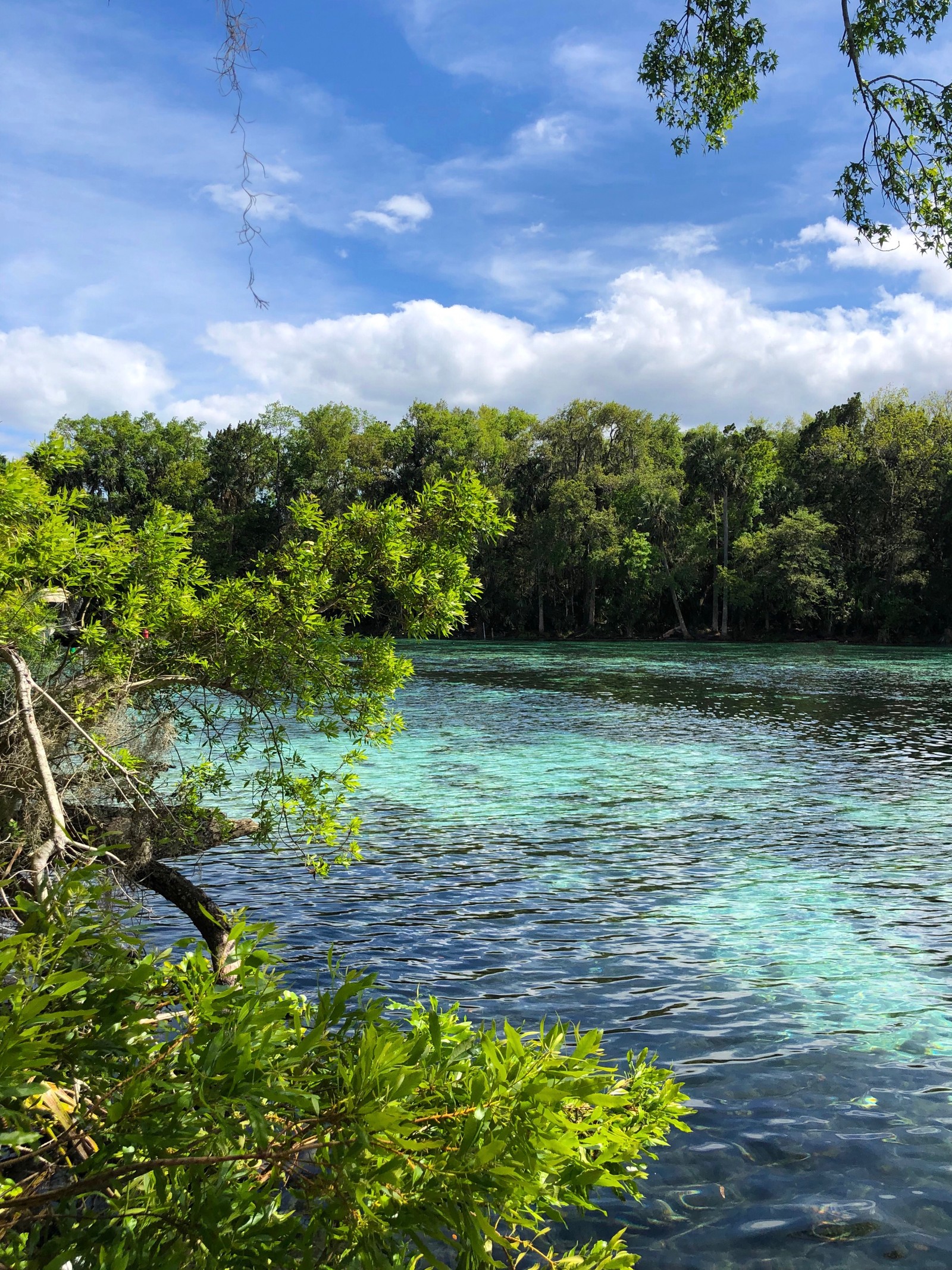 Il y a un plan d'eau avec un arbre au milieu (nature, végétation, branche, nuage, paysage naturel)