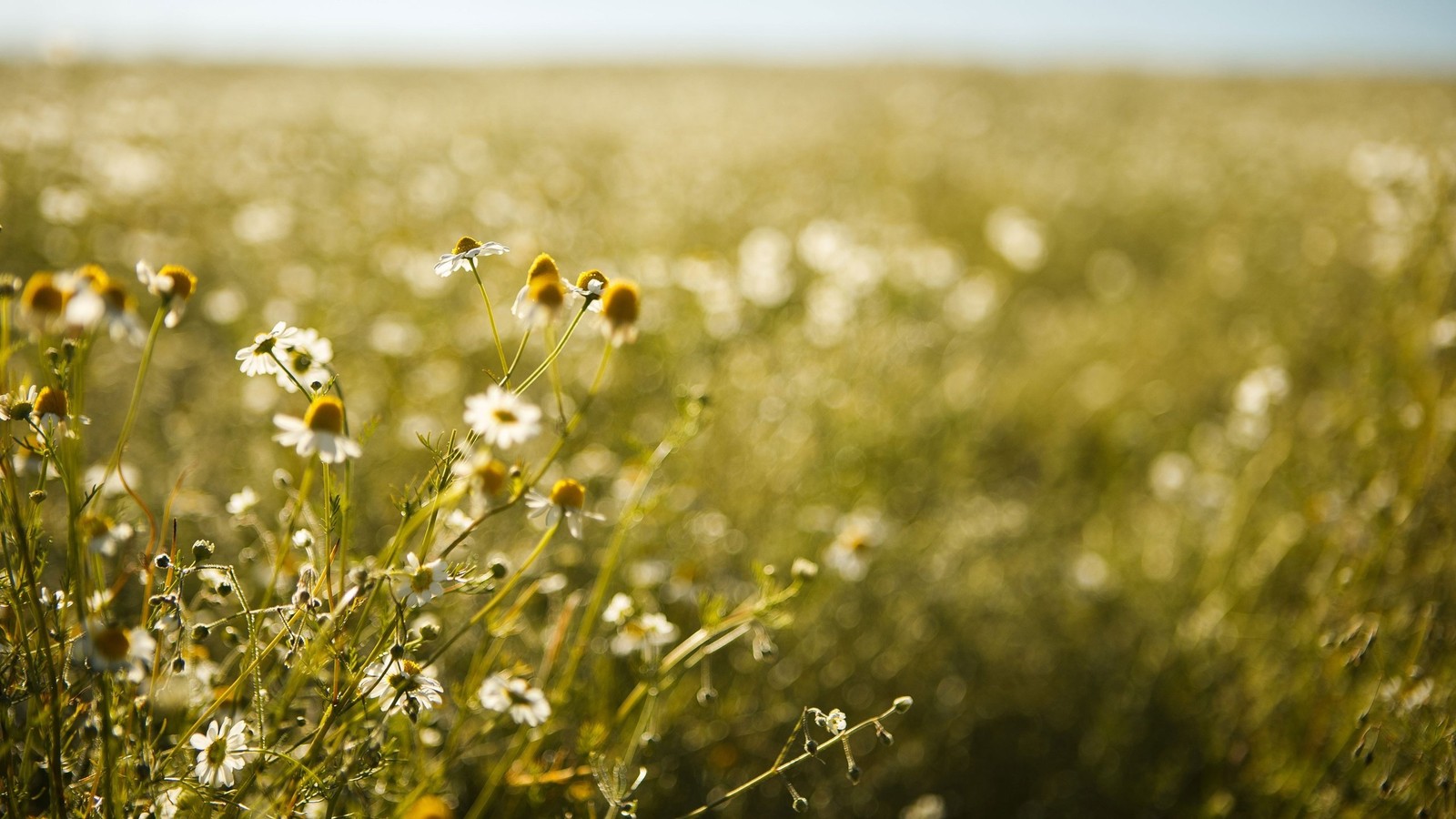 Hay un campo de flores que están en la hierba (flor, amarillo, pasto, primavera, hierba)