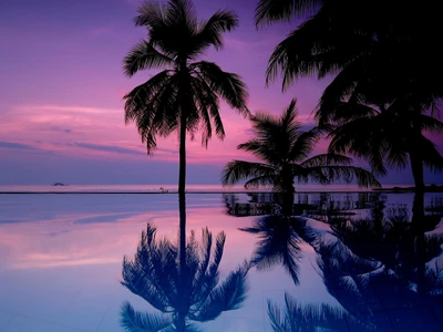 Tropical Sunset Reflections with Palm Trees Over Water