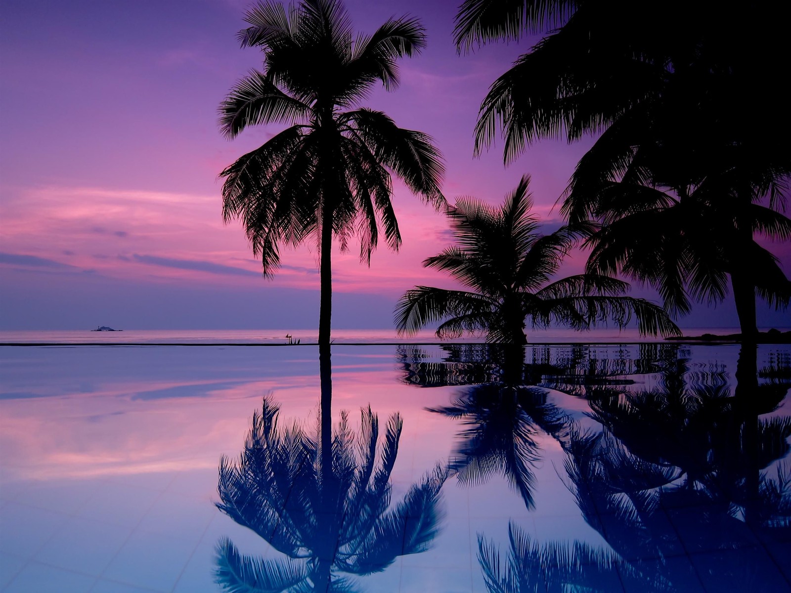 Un coucher de soleil violet et bleu se reflétant dans une piscine avec des palmiers (palmier, palmiers, nature, arbre, tropiques)