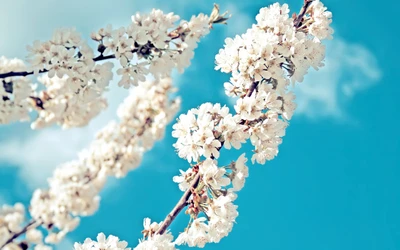 Ramas de flores de cerezo en plena floración contra un cielo despejado