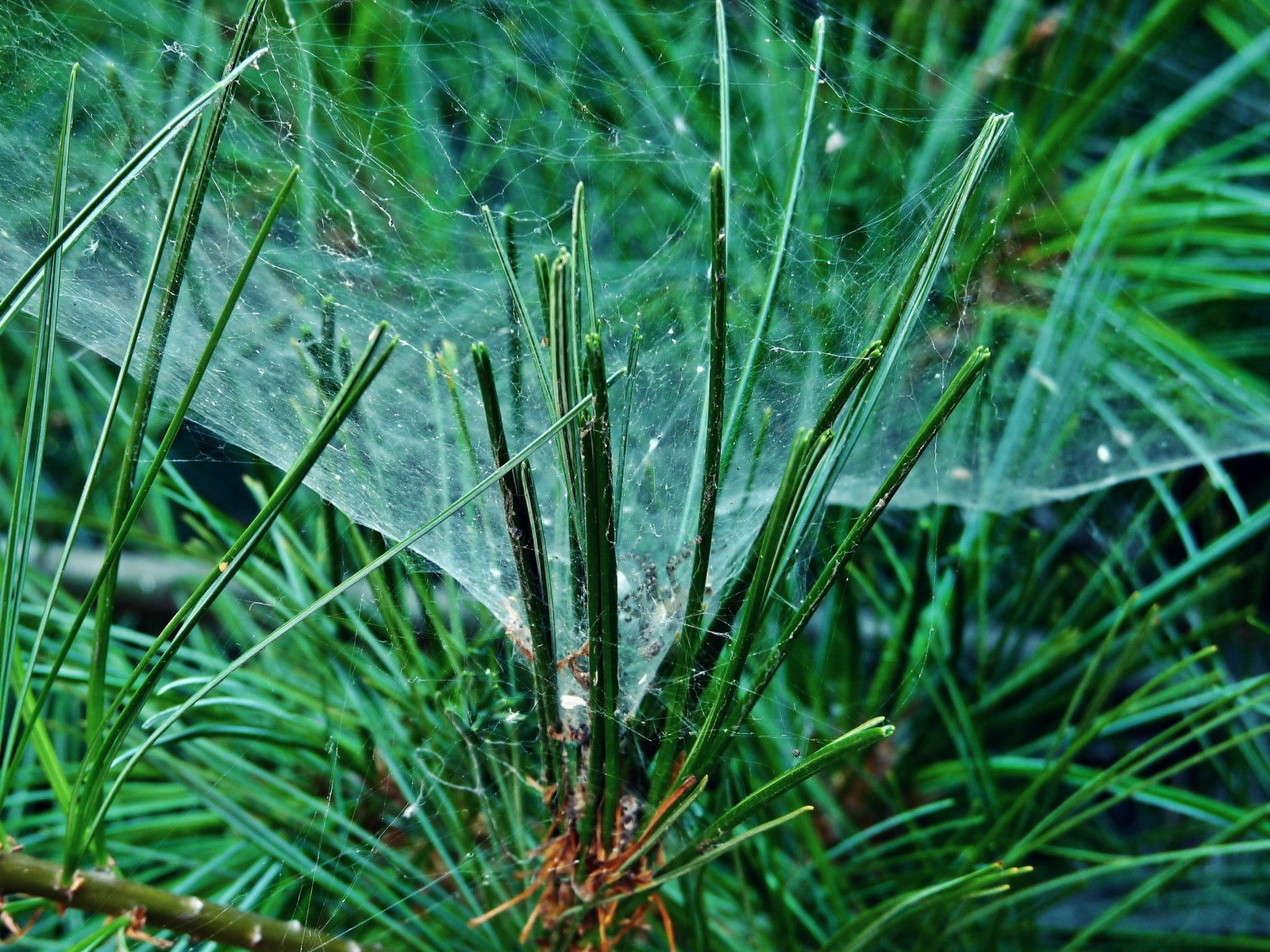 Un primer plano de una telaraña en un pino (vegetación, pino, aguja, planta, tallo de planta)