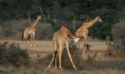 Las jirafas del norte pastan en una reserva de vida silvestre en medio de un ecosistema de sabana.