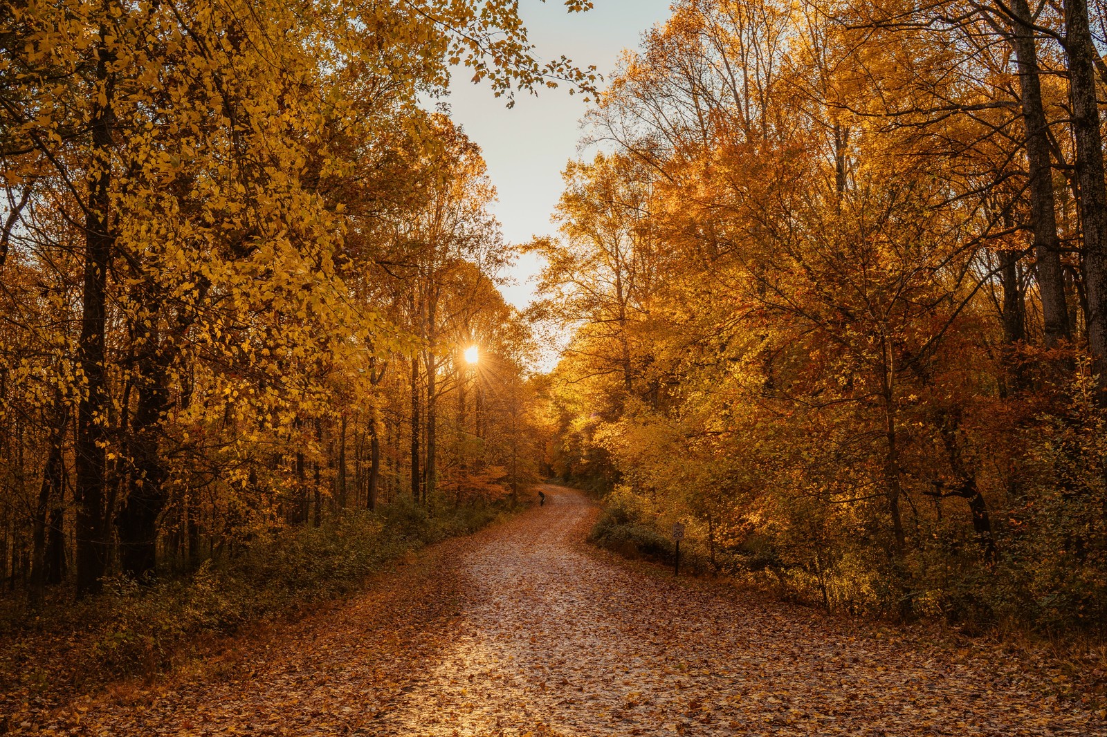 Un chemin de terre entouré d'arbres avec des feuilles sur le sol (automne, forêt, boisé, paysage naturel, feuille)