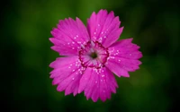 blütenblatt, wildblume, lilie, flora, rosafarbene blumen