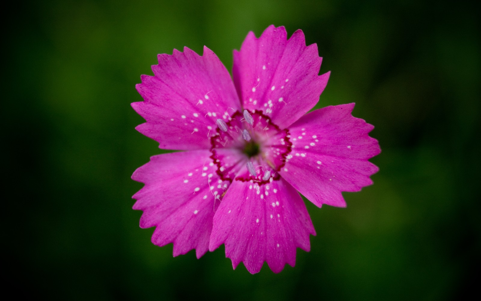 Um close-up de uma flor rosa com pontos brancos (pétala, flor silvestre, lírio, flora, flores rosas)