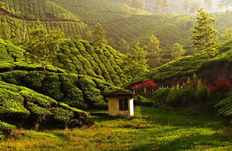 Вид на маленький дом на чайной плантации (муннар, munnar, теккади, thekkady, путешествие)