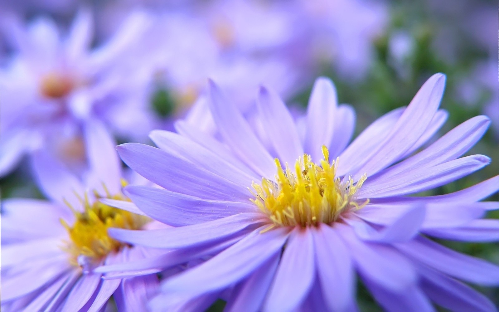 Lila blumen mit gelben zentren wachsen auf einem feld (blütenblatt, lila, pflanze, aster, pollen)