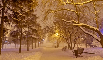 neige, hiver, nature, arbre, branche