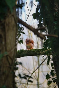 Squirrel Perched on a Branch Amidst Lush Greenery