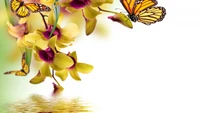 flower, orchids, butterfly, yellow, moths and butterflies