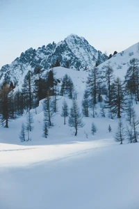 Serene Winter Landscape with Snow-Covered Fir Forest and Majestic Mountains