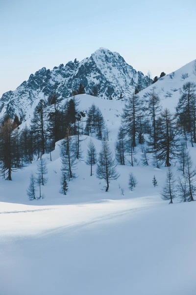 Paysage d'hiver serein avec une forêt de sapins couverte de neige et des montagnes majestueuses