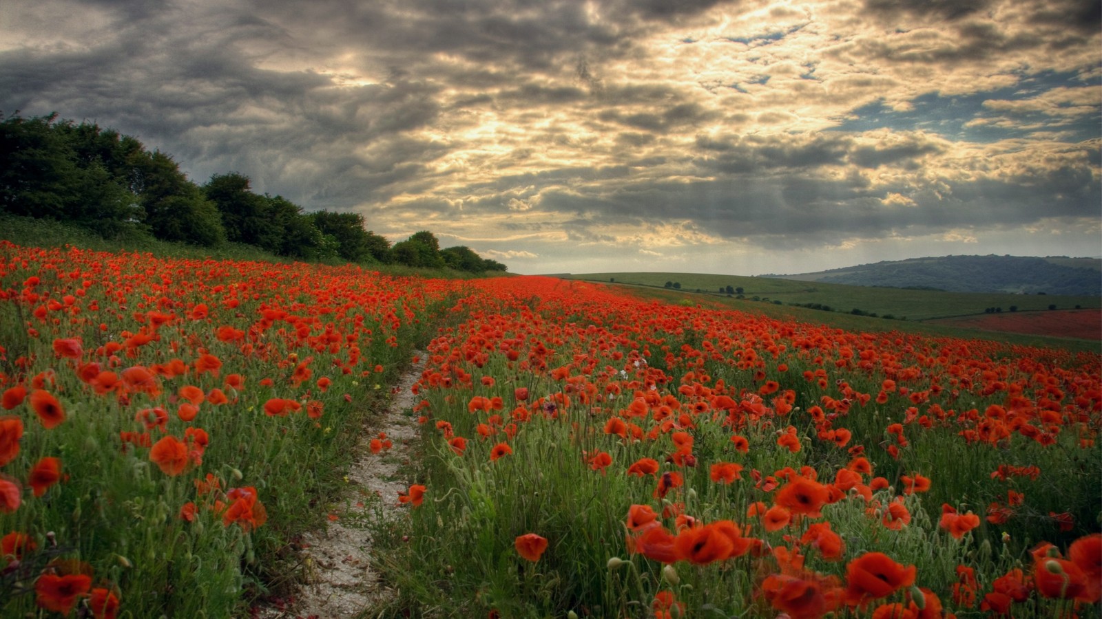 Um campo de flores vermelhas com um caminho de terra que leva ao horizonte (flor, campo, papoula, prado, flor silvestre)