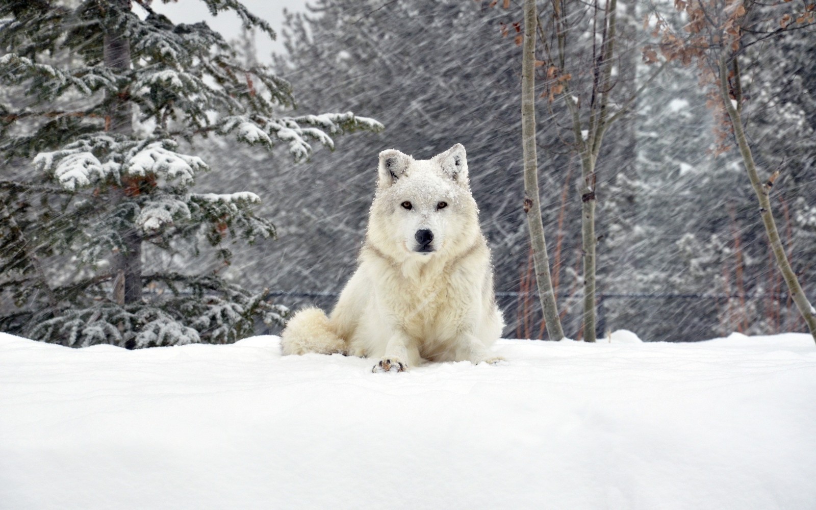 Há um lobo branco sentado na neve perto de algumas árvores. (neve, fauna, mamífero semelhante a cão, floresta, cão da groenândia)