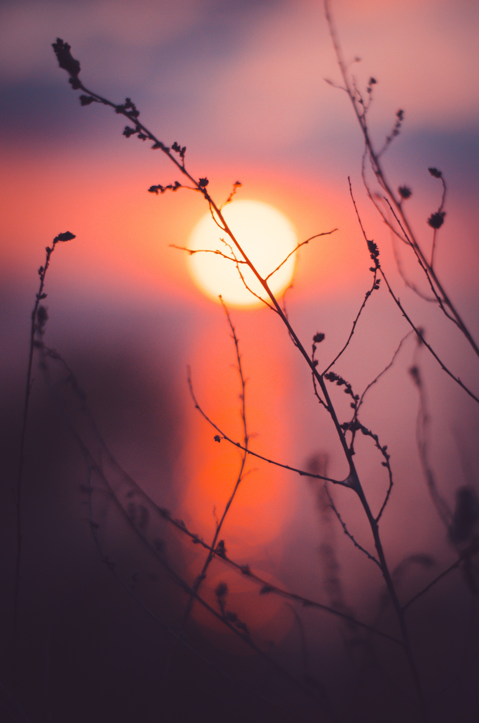 Vue d'un coucher de soleil avec une branche d'arbre au premier plan (branche, nature, rouge, coucher de soleil, brindille)