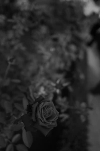 Monochrome Elegance: A Close-Up of a White Rose Amidst Dark Garden Foliage