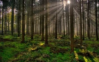 La lumière du soleil filtre à travers une forêt de conifères tempérée luxuriante