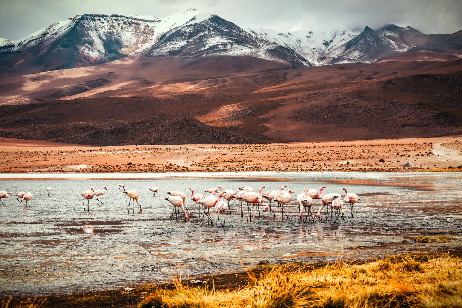 Un groupe de flamants roses se tenant dans l'eau près d'une chaîne de montagnes (flamant, montagne, écorégion, eau, oiseau)