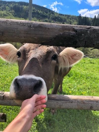 Vaca lechera amigable interactuando en un pasto exuberante