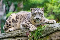 Leopardo de las nieves descansando sobre un tronco, mirada cautivadora en medio de la naturaleza