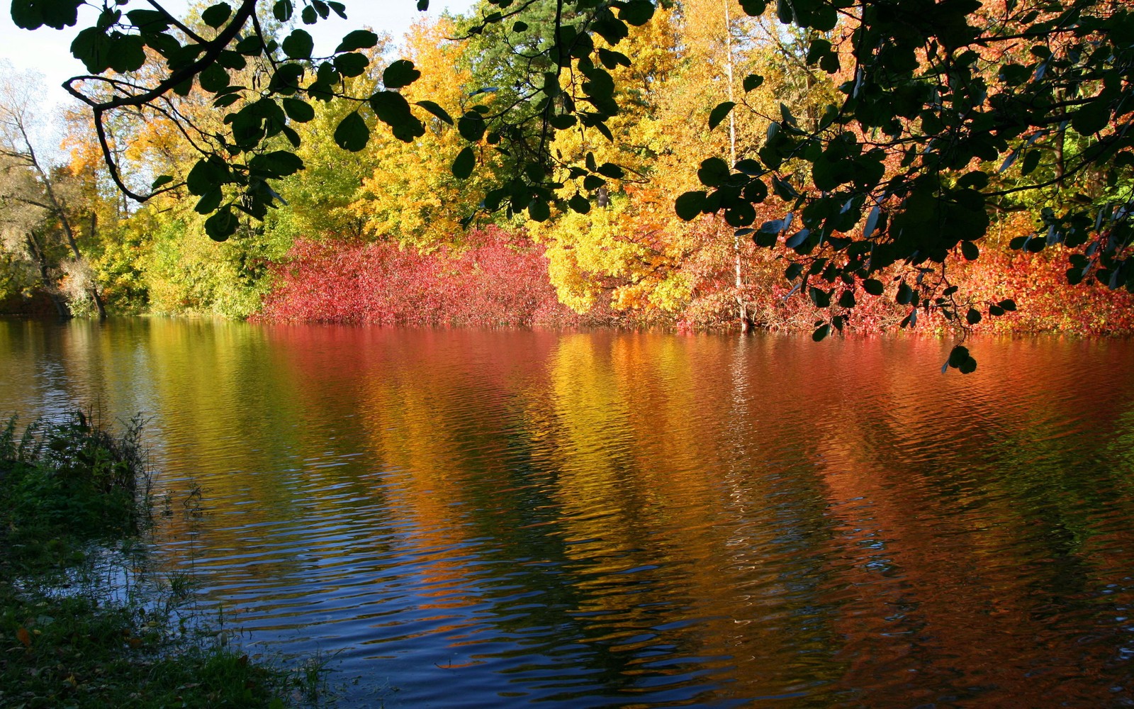 Bäume spiegeln sich im wasser eines sees im herbst (natur, reflexion, baum, wasser, blatt)