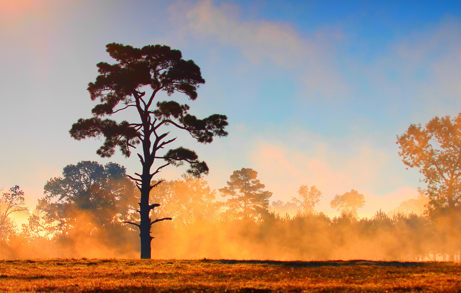 Des arbres dans un champ avec un ciel brumeux et quelques nuages (coucher de soleil, arbre, matin, savane, atmosphère)