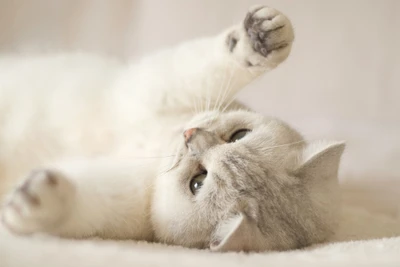 Adorável gatinho branco se espreguiçando de forma brincalhona na luz suave