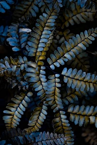 Close-Up of Fern Leaves Showcasing Intricate Patterns