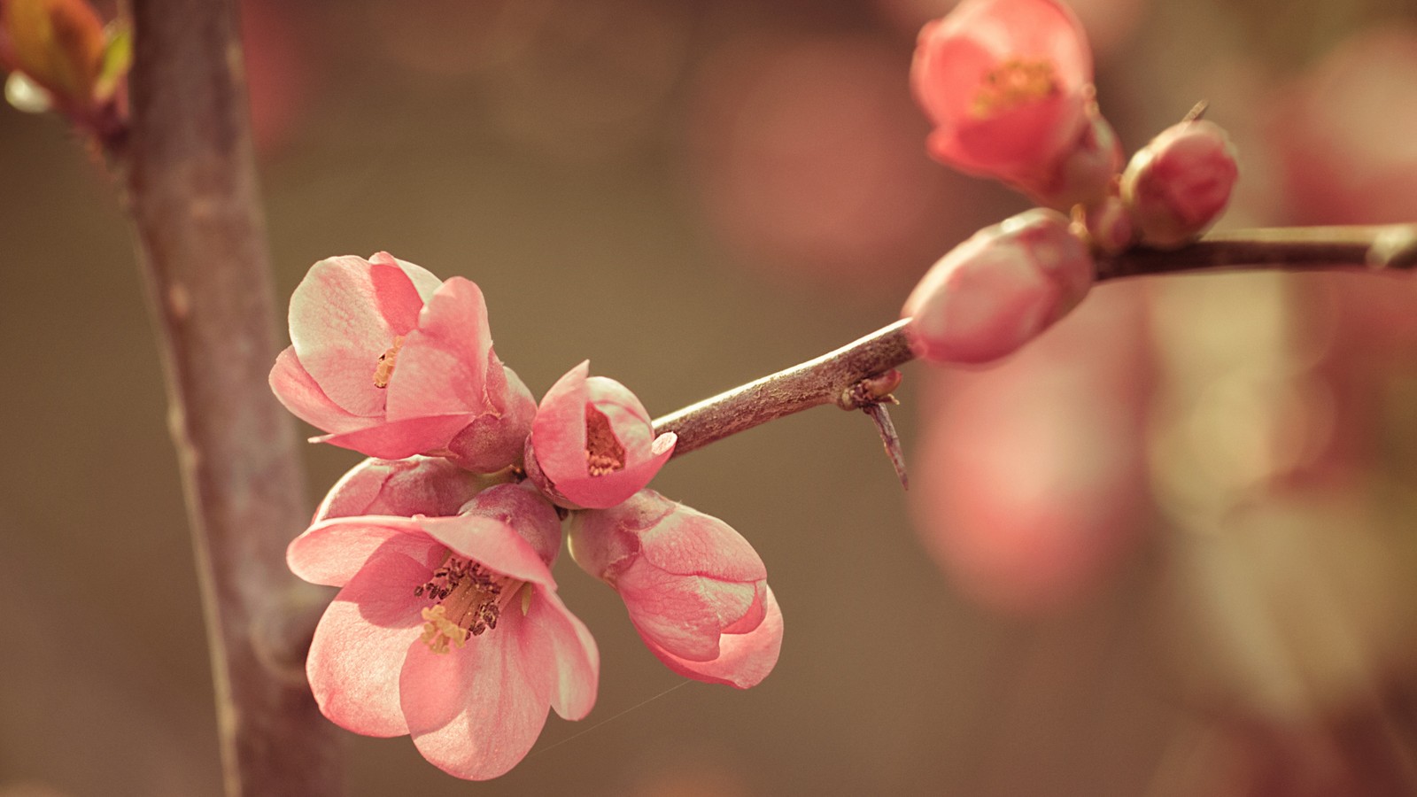 cherry blossom, pink, branch, spring, blossom wallpaper