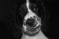 Un chiot English Springer Spaniel noir et blanc avec des yeux expressifs et un petit museau mignon.