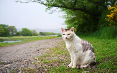 A serene Aegean cat sitting on a grassy path, surrounded by lush greenery and a tranquil landscape.