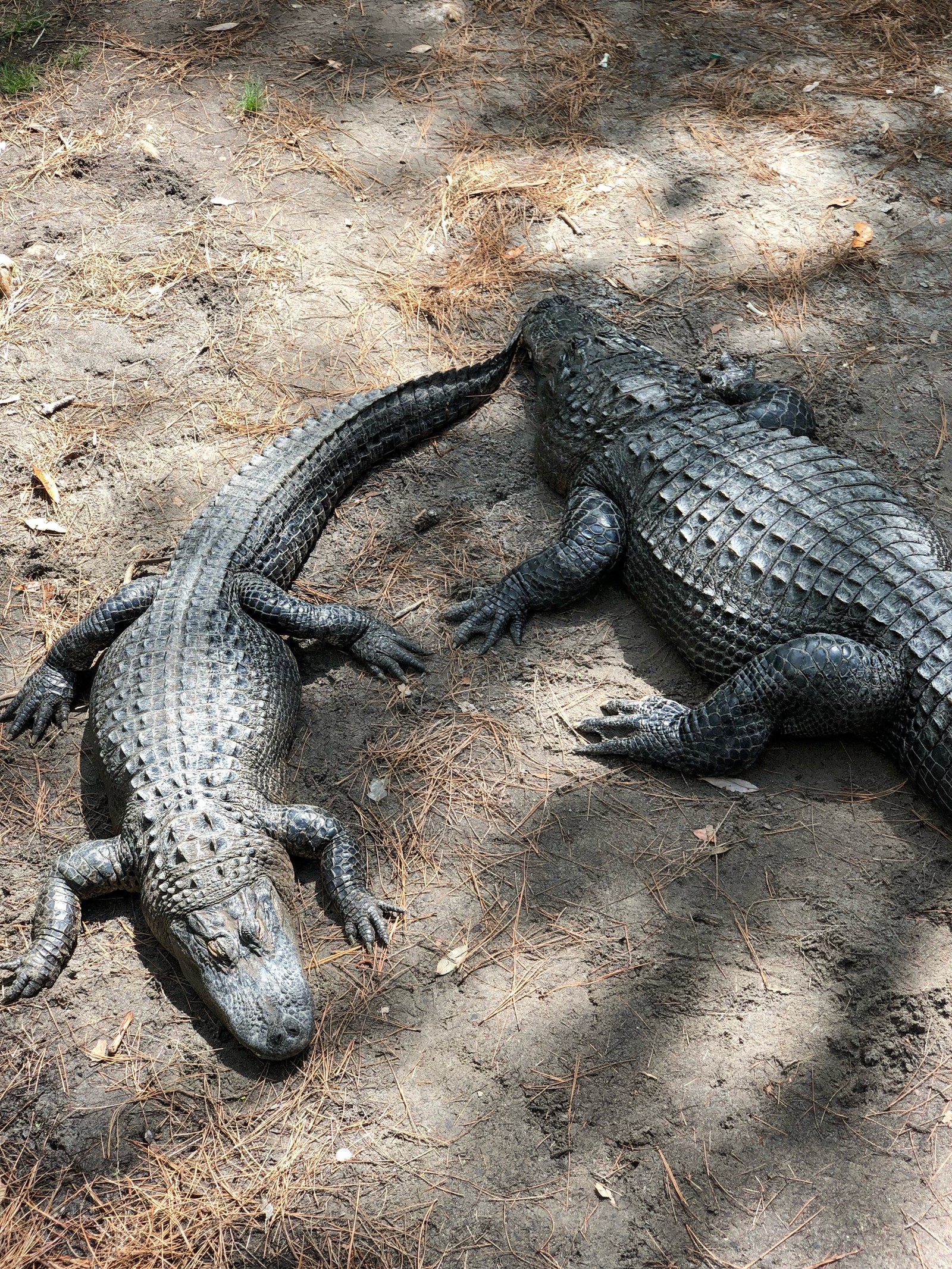 There are two alligators that are laying on the ground (crocodile, nile crocodile, terrestrial animal, nature, reptile)