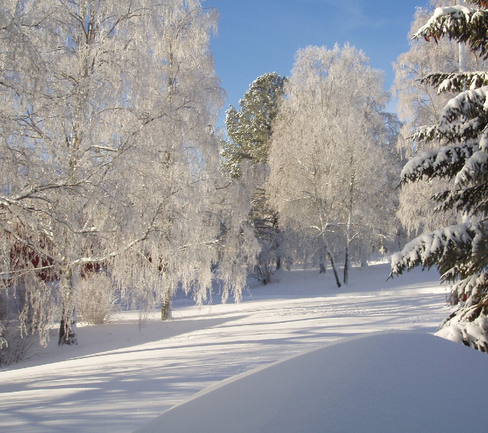 Verschneite bäume säumen einen weg in einem verschneiten wald (kalt, natur, winter)