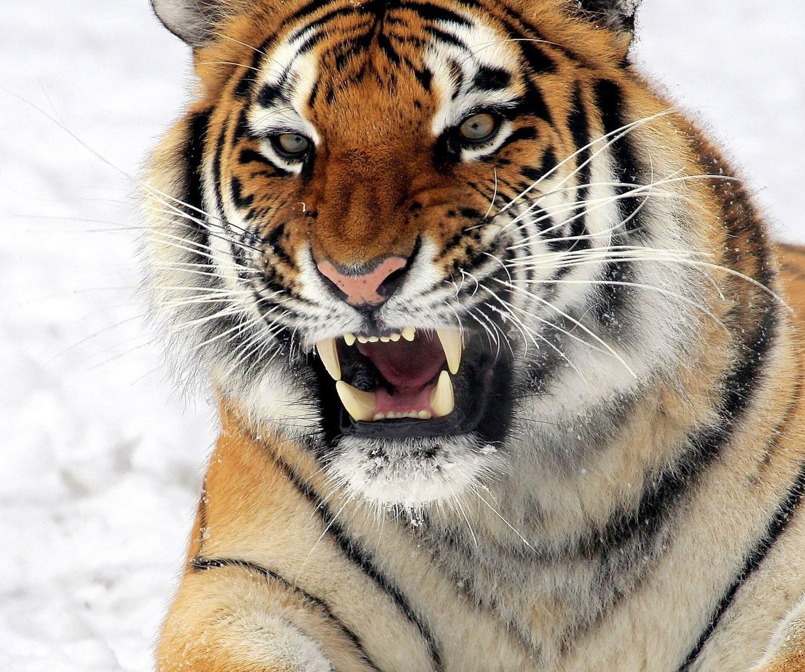 Il y a un tigre assis dans la neige avec la bouche ouverte (animal, féroce, naturel, nature, neige)