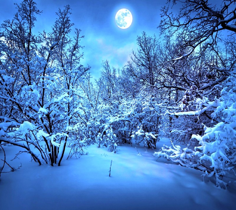 Vue d'une forêt enneigée avec une pleine lune dans le ciel (hiver)