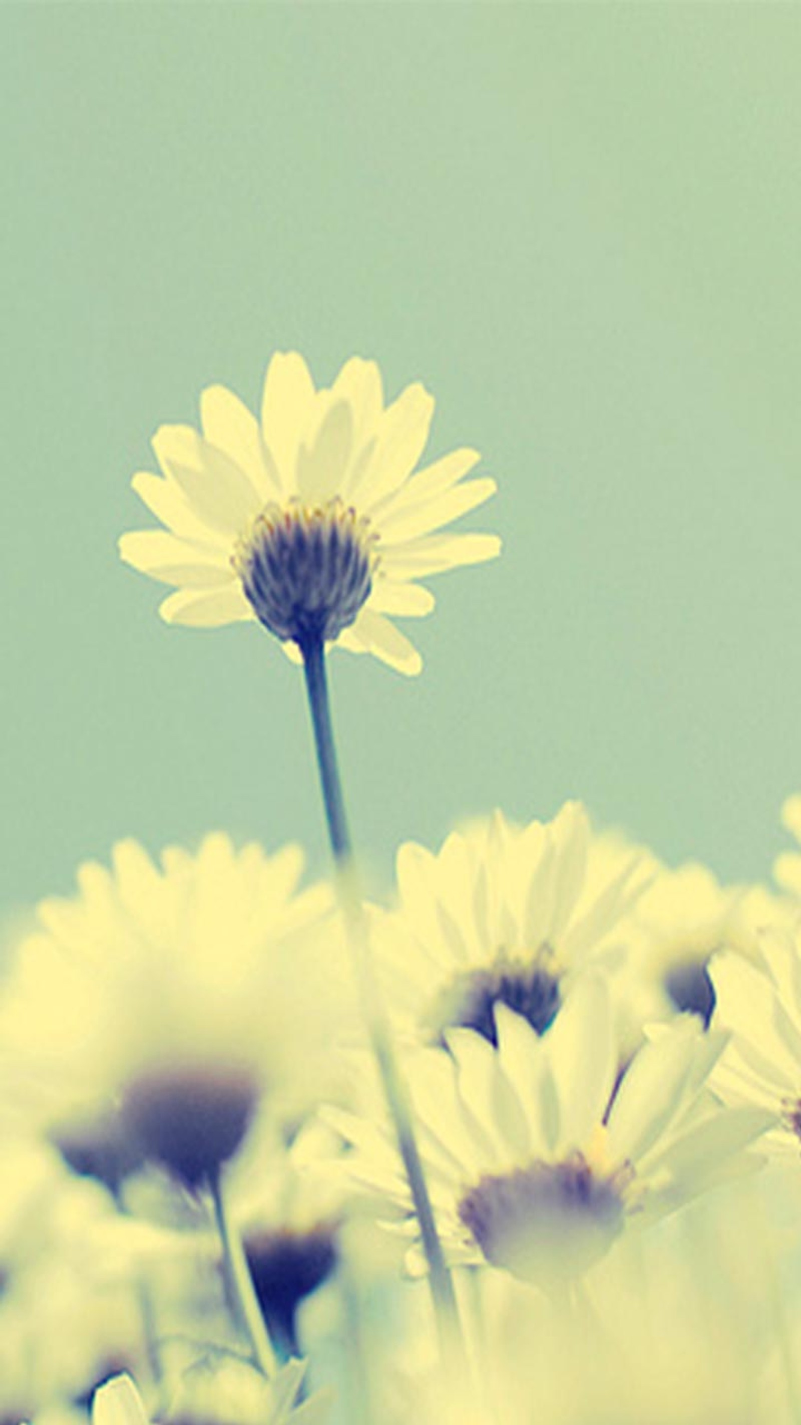 There are many white flowers in a field with a blue sky in the background (flower, white)