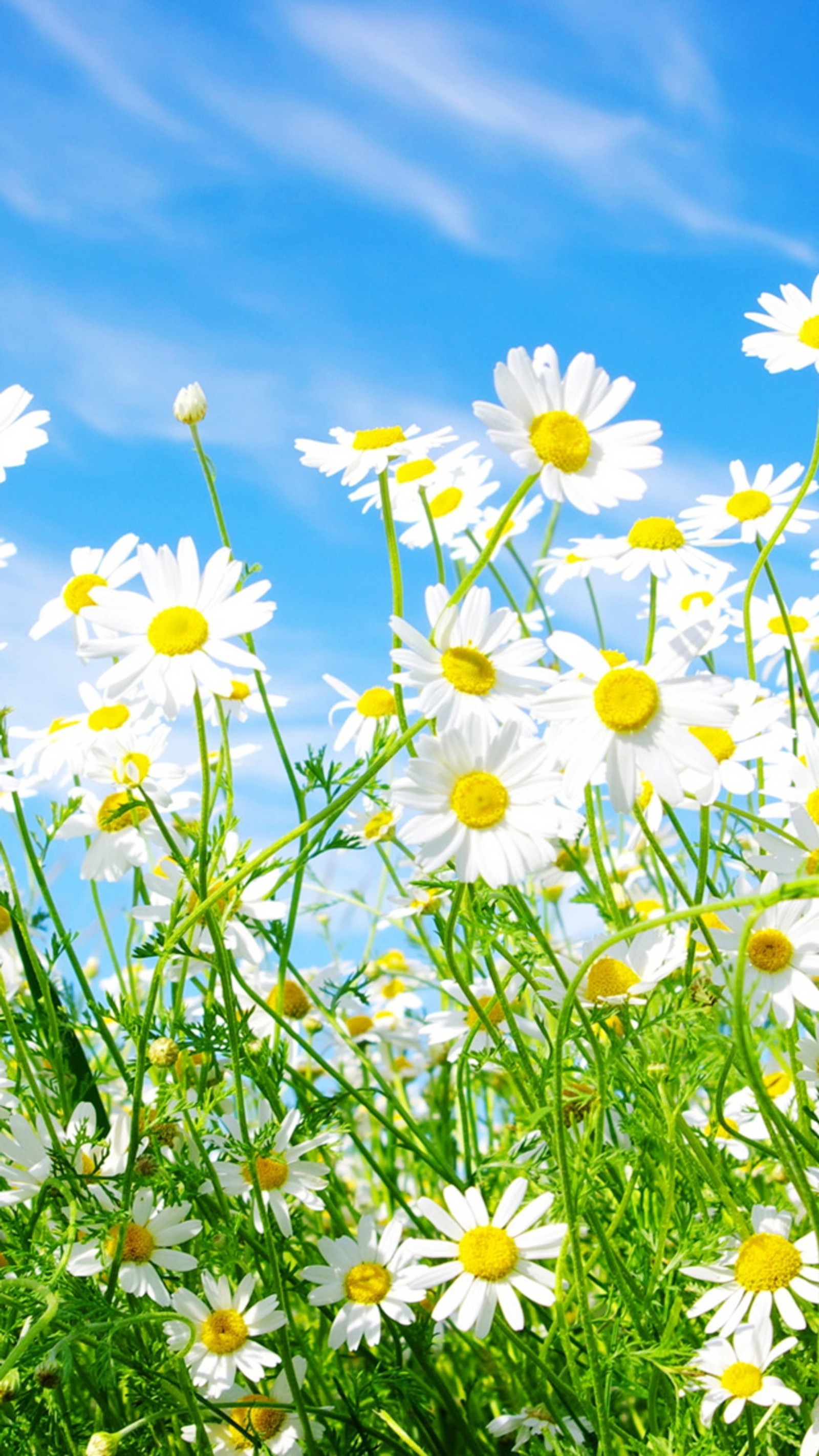 daisies, flowers, nature wallpaper