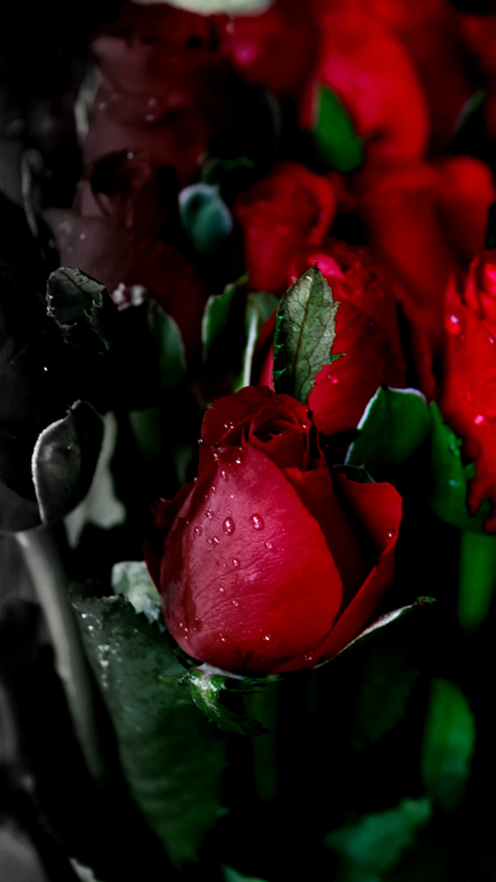 There are many red roses that are in a vase (red, roses)