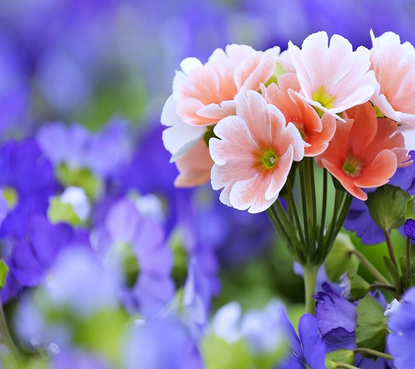 Há muitas flores que estão no meio de um campo (olhar, legal)