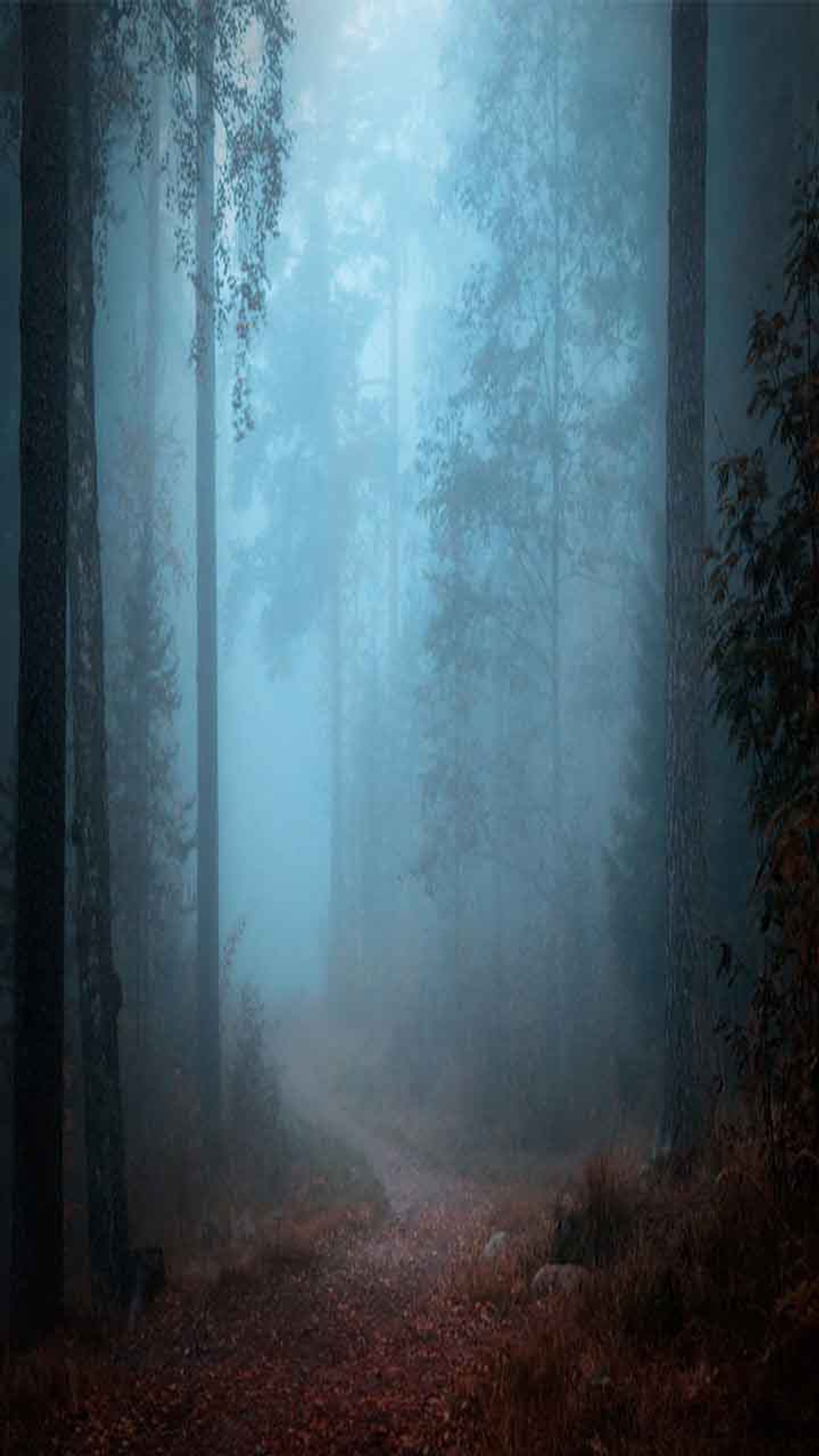 There is a path in the woods with a foggy sky (forest, horror, path)