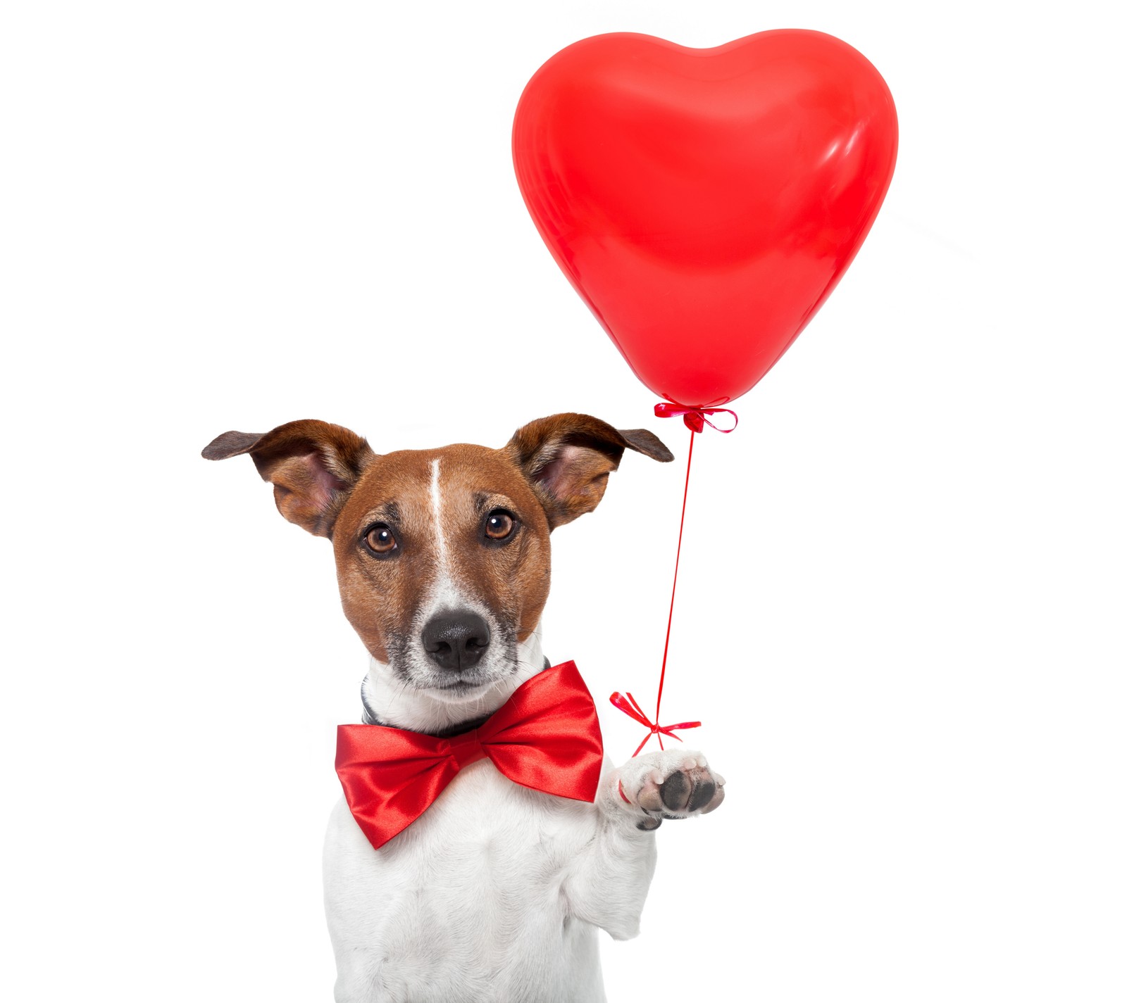 Un chien arafed tenant un ballon rouge en forme de cœur avec un nœud papillon (abej, beograd, jack russell, amour, spoony)