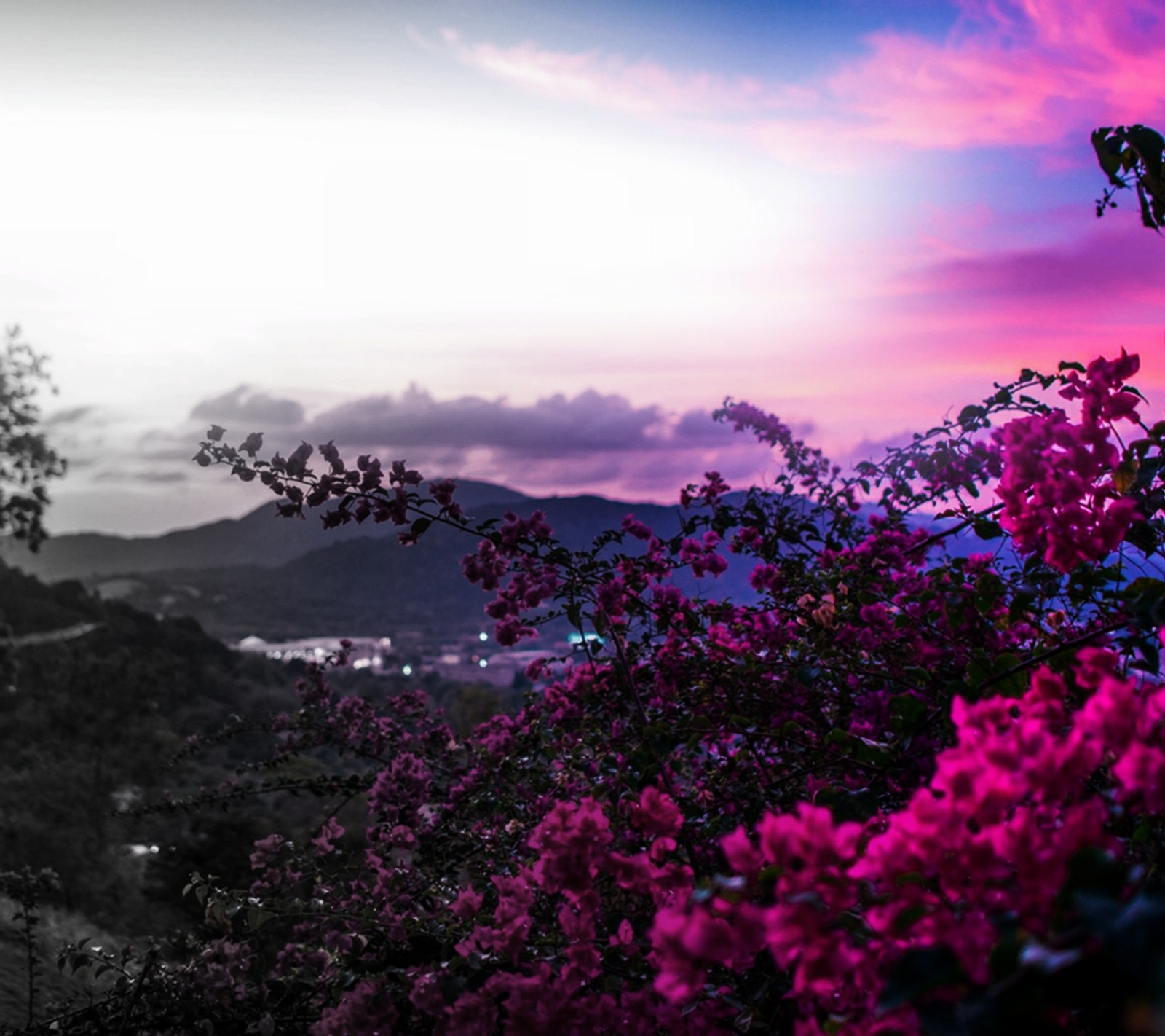 Flores roxas em primeiro plano de uma montanha com um pôr do sol ao fundo (flores, primavera)