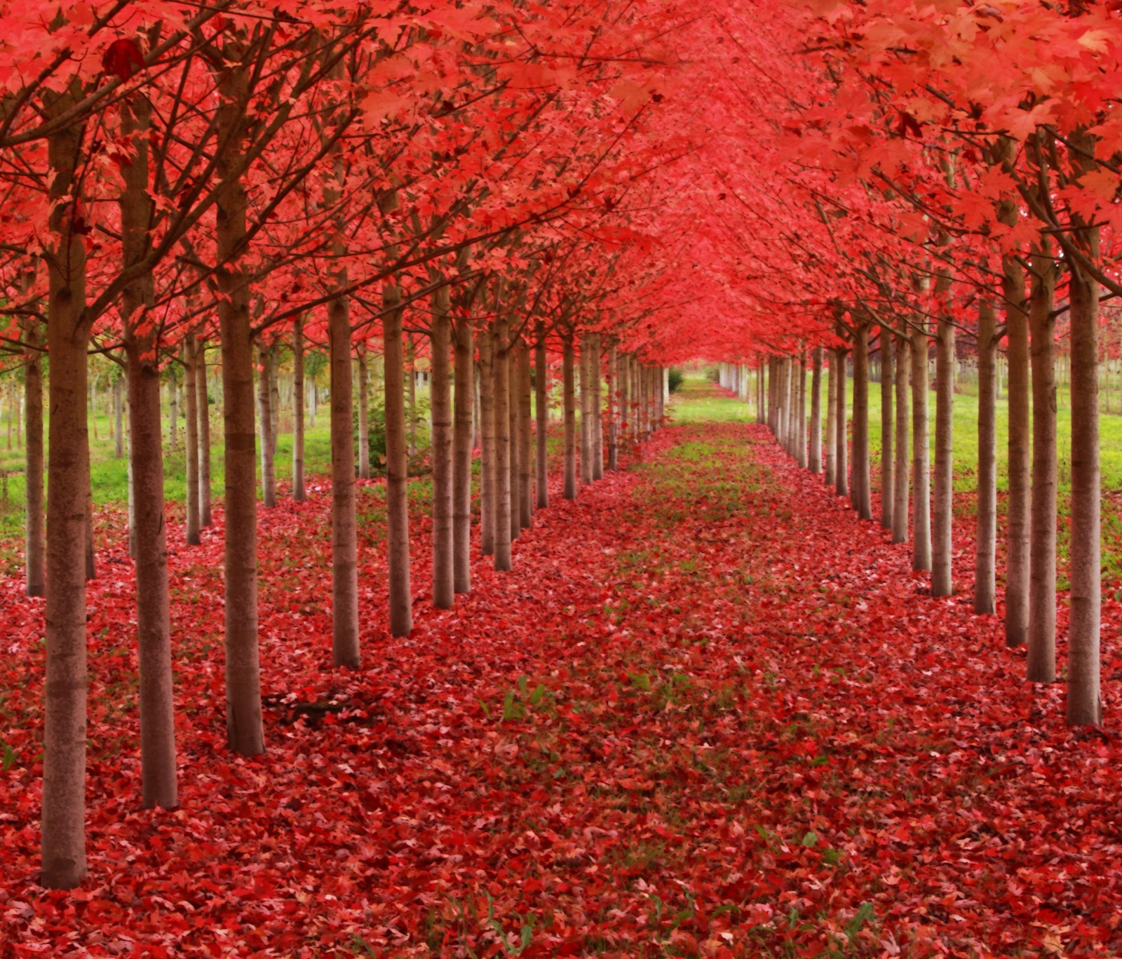 A row of trees with red leaves on them in a field (autumn, landscape, nature, red, trees)