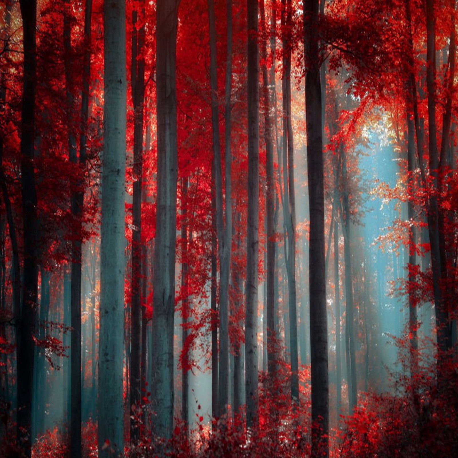 autumn, forest, landscape, nature, trees Download Wallpaper